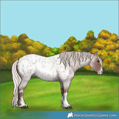 Horse Color:Silver Blue Roan Sabino Appaloosa 