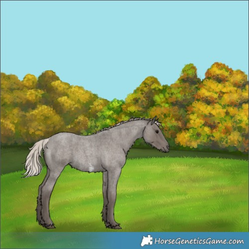 Horse Color:Silver Blue Roan Sabino 