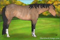 Horse Color:Buckskin Rabicano