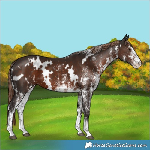 Horse Color:White Spotted Liver Chestnut 