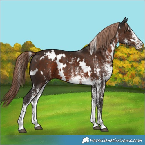 Horse Color:White Spotted Liver Chestnut 