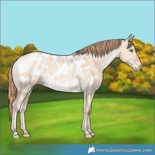 Horse Color:Smoky Grullo Pearl Appaloosa