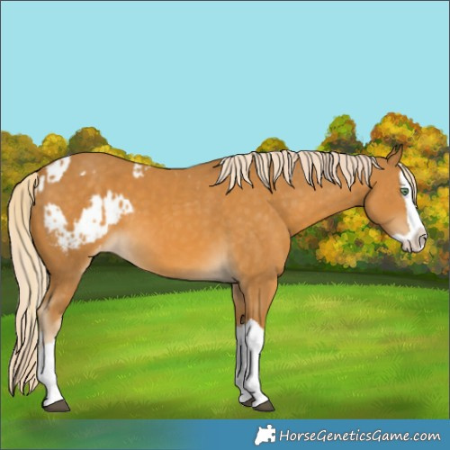 Horse Color:Palomino Splash  and Palomino Splash Appaloosa 