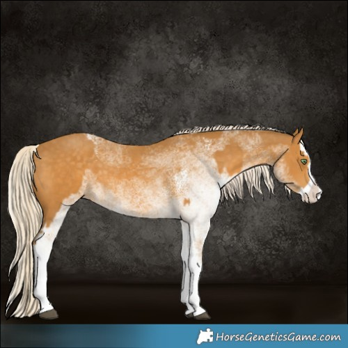 Horse Color:Palomino Splash  and White Spotted Palomino Splash 