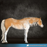 Horse Color:Palomino Splash  and White Spotted Palomino Splash 