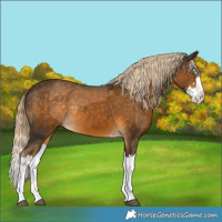 Horse Color:Chocolate Palomino Splash  and Chocolate Palomino Splash 
