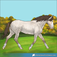 Horse Color:Amber Champagne Roan Dun 