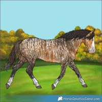 Horse Color:Buckskin Roan Dun Splash  and Buckskin Splash 
