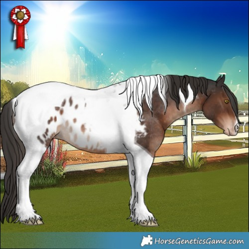 Horse Color:Liver Chestnut Tobiano Appaloosa Rabicano 