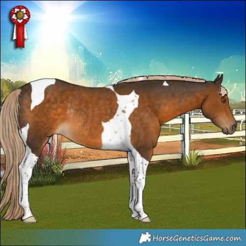 Horse Color:Chocolate Palomino Tobiano Rabicano 