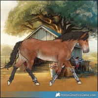 Horse Color:Bay Tobiano Rabicano 