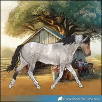 Horse Color:Brown Roan Dun Tobiano Rabicano