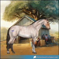 Horse Color:Bay Roan Tobiano Rabicano