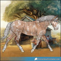 Horse Color:Powder White Silver Brown Dun Sabino Splash Rabicano and Powder White Silver Bay Dun Sabino