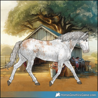 Horse Color:White Spotted Silver Bay Dun Sabino Rabicano
