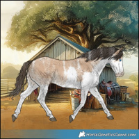 Horse Color:Powder White Bay Dun Sabino Splash Rabicano 