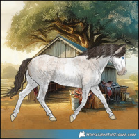 Horse Color:Powder White Bay Roan Dun Splash Frame 