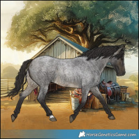 Horse Color:Buckskin Roan 