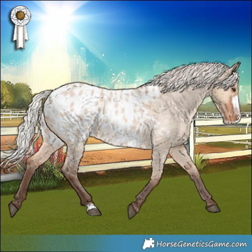 Horse Color:Silver Bay Roan Dun Frame Appaloosa 