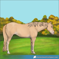 Horse Color:Gold Champagne 