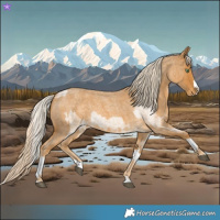 Horse Color:Palomino Roan Splash  and Palomino Roan Splash 