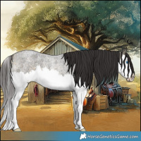 Horse Color:Buckskin Roan Splash Rabicano 