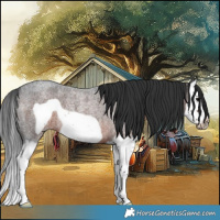 Horse Color:Brown Roan Splash Frame Rabicano 
