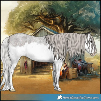 Horse Color:Silver Brown Roan Splash Appaloosa 