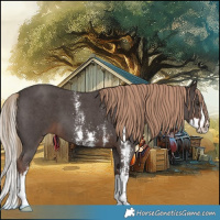 Horse Color:Liver Chestnut Sabino Splash 