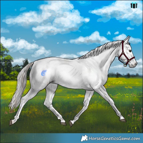 Horse Color:Red Dun Appaloosa  and Gray Red Dun Appaloosa 