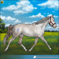 Horse Color:Red Dun Appaloosa and Gray Red Dun Appaloosa