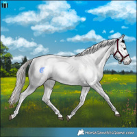 Horse Color:Red Dun Appaloosa and Gray Red Dun Appaloosa