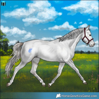Horse Color:Red Dun Appaloosa  and Gray Red Dun Appaloosa 