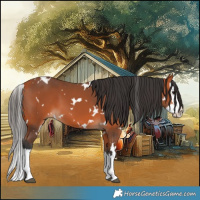 Horse Color:White Spotted Bay Splash