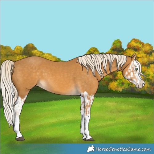 Horse Color:Palomino Splash  and Palomino Splash 
