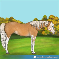 Horse Color:Palomino Splash  and Palomino Splash 