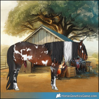 Horse Color:White Spotted Brown Rabicano 
