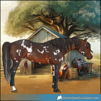 Horse Color:White Spotted Bay Rabicano