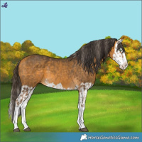 Horse Color:Chocolate Palomino Splash and Buckskin Splash