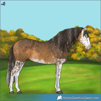 Horse Color:Chocolate Palomino Splash  and Buckskin Splash 