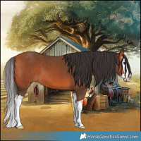 Horse Color:Bay Splash 