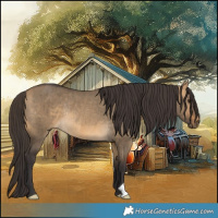 Horse Color:Buckskin Dun Rabicano Brindle 