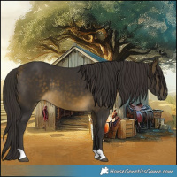 Horse Color:Buckskin 