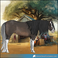 Horse Color:Brown Dun Splash