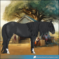 Horse Color:Black Appaloosa