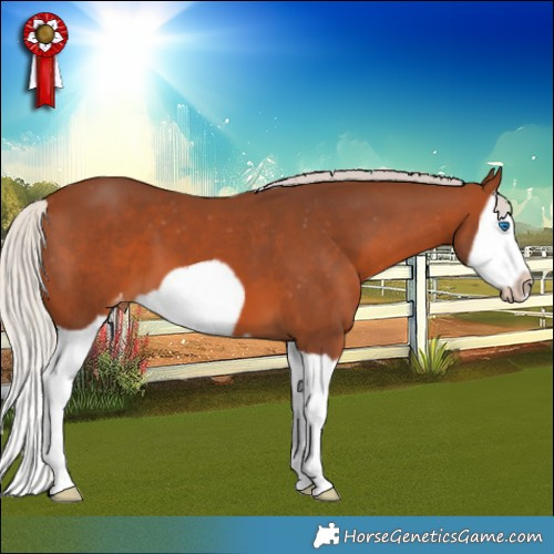 Horse Color:Silver Brown Splash Frame Appaloosa 