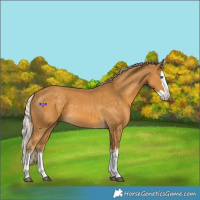 Horse Color:Palomino Splash  and Palomino Splash 