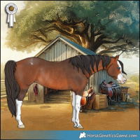 Horse Color:Bay Splash Appaloosa Rabicano 