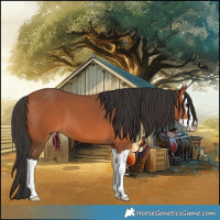 Horse Color:Bay Splash 