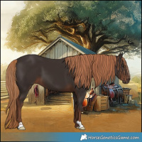 Horse Color:Liver Chestnut 